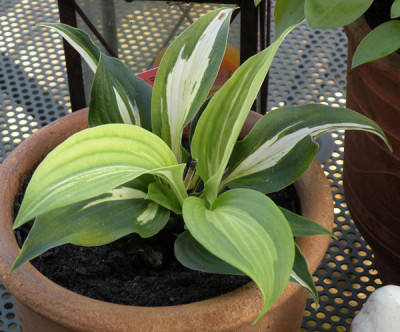 hosta_nbc_01.jpg