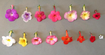 Achimenes_Sorten_08-2014_1200x1200_80KB.jpg