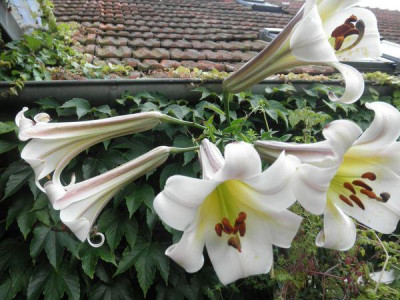 L.sargentiae_14.jpg