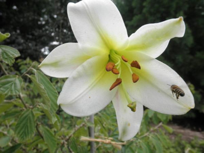 L.sulphureum_14.jpg