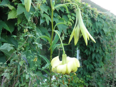 L._primulinum_var._burmanicum_0_14.jpg