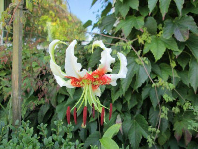 L._speciosum_var._gloriosoides_0_14.jpg