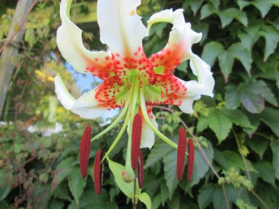 L._speciosum_var._gloriosoides_14.jpg