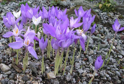comp_Crocus_banaticus_06.09.14.jpg
