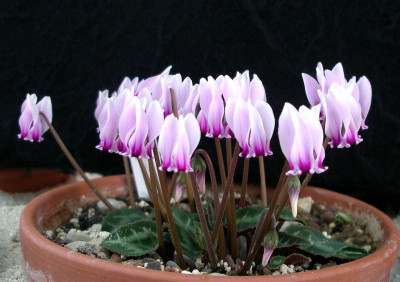 comp_Cyclamen_graecum_06.09.14.jpg