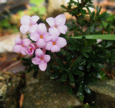 Daphne_petraea_...__7.9.14_010.jpg