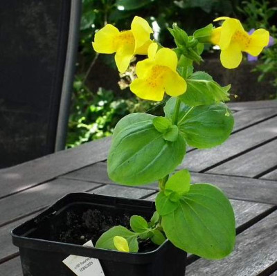 blume_gelb_forum-.jpg
