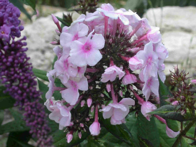 Flammenblume_Europa_T1_5090_27.jpg