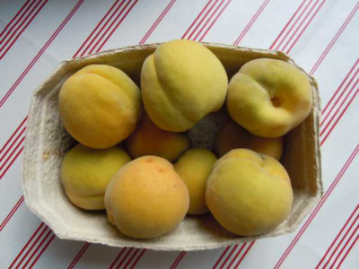 Peche_de_vigne_chair_jaune_070914.JPG