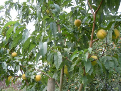 P_de_vigne_chair_jaune_070914_am_baum.JPG