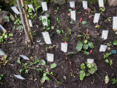 Shortia_veg._Vermehrung_2013_..._7.9.14_008.jpg