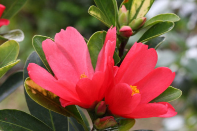 C.changii_1.jpg