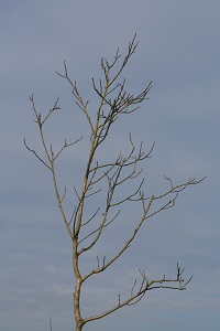Walnubaum.Jan.2014.jpg_-_Kopie.jpg