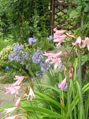 Agapanthus_und_Crinum.jpg