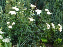 DSC01132Rose.jpg
