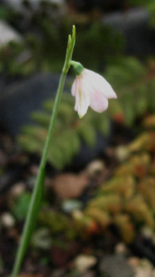 Acis_rosea_....__8.9.14_001.jpg