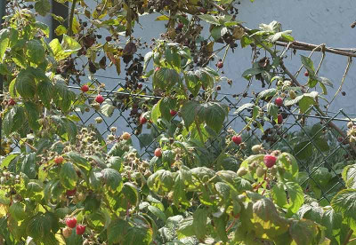 himbeerenbrombeeren.jpg