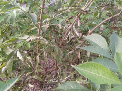 Sambucus_Krank_1.jpg