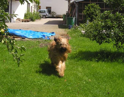 Garten_Juli_05_-02.JPG