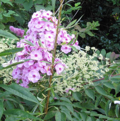 Phlox_Herbstwalzer_140907.jpg