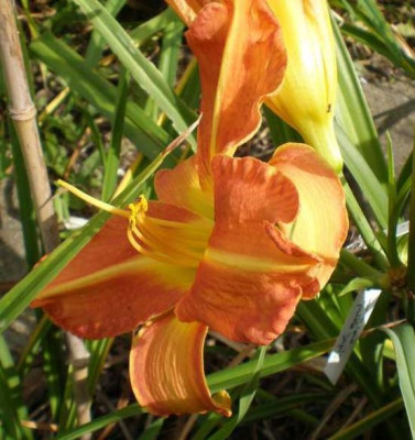 Tuscavilla_Tigress_Achseltrieb_mit_Bluten_2012_2_em.jpg