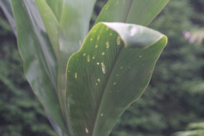 Cordyline3.jpg