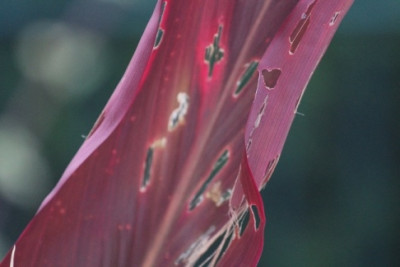 Cordyline1.jpg