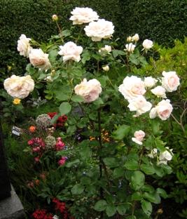 IMG_8384_Grab_Rose_Bremer_Stadtmusikanten_16.jpg