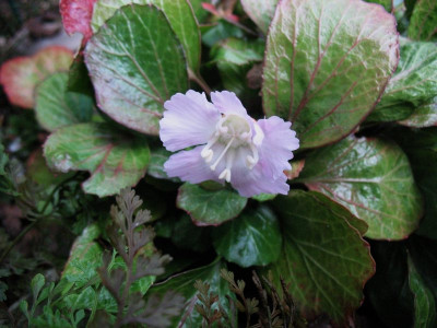Shortia_uniflora_..._9.9.14_001.jpg