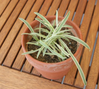 agapanthus_tinkerbell_2355.jpg