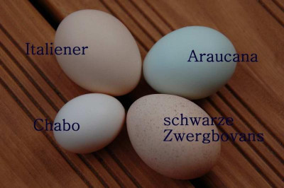 Eierei_9353b.jpg