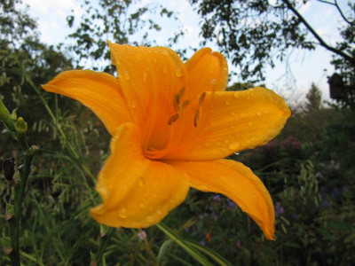Berleyer_Septembersonne_140908.jpg
