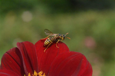 D0856_Small.JPG