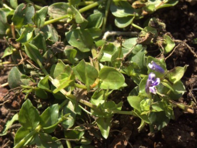 PICT0040.jpg
