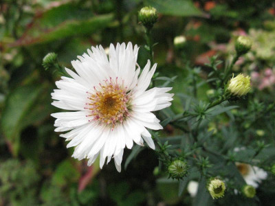 Aster_No.3_Kopie.jpg