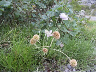 ScabiosaLucida.jpg