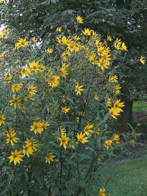 IMG_5285_Helianthus_Hybride.jpg