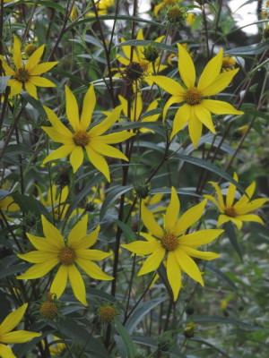 IMG_5300_Helianthus_Hybride.jpg