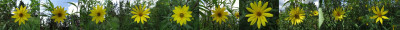 Zwischenablage_Helianthus_Ubersicht.jpg