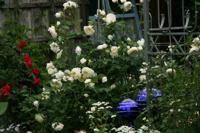 Rose_The_Pilgrim4113a.jpg