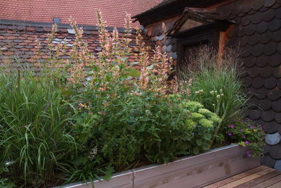 macranthas-Dachgarten_3.jpg