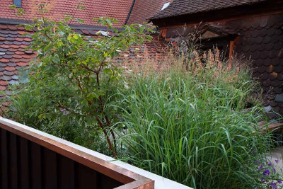 macranthas-Dachgarten_5.jpg