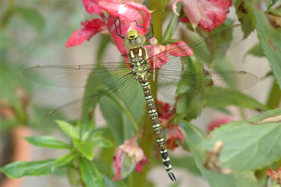 2005B260_Large.JPG