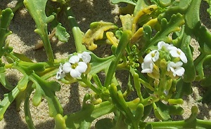 20140727_132249b.jpg