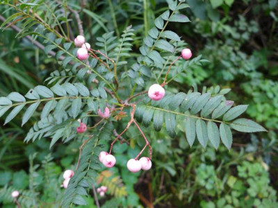Sorbus_vilmorinii_fars_2014.jpg