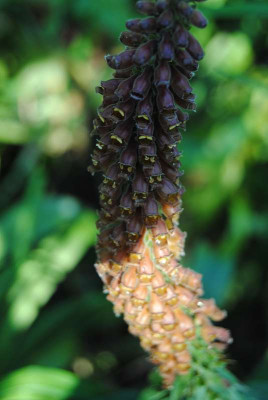 lilien_061.JPG