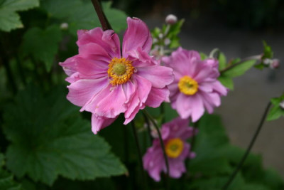 Herbstanemone01.jpg