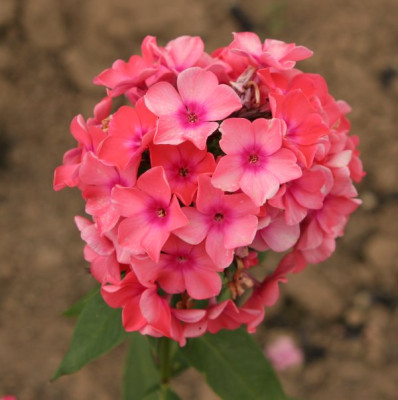 phlox_orange_2358.jpg
