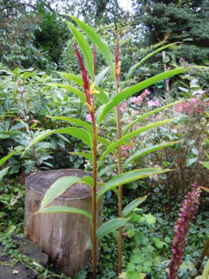 eeeeeeeeCautleya_spicata_robusta_Sept_2014_im_MOnsun.JPG