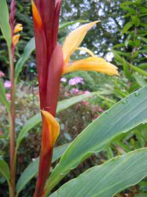 ddddddddcautleya_spicata_robusta_Sept_14.JPG